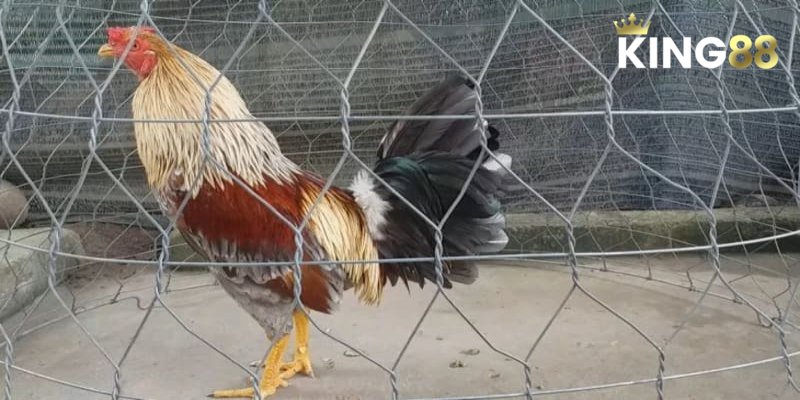 Màu Mạng Gà Đá - Lựa Chọn Chiến Kê Làm Chủ Cuộc Chơi 4 Cách chọn chiến kê dựa theo màu mạng gà đá