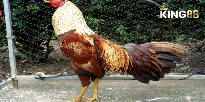 Cao thủ chia sẻ bí quyết xem ngày đá gà