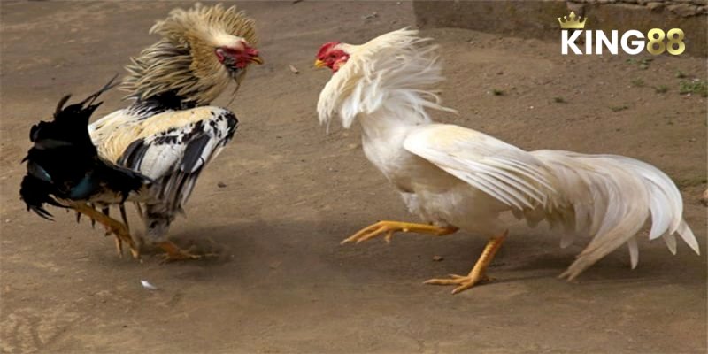 Đá Gà C2 - Tổng Quan Và Phân Tích Chiến Thuật Toàn Diện