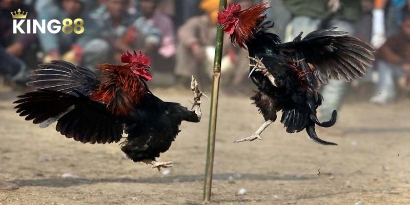 Hướng dẫn cá cược đá gà C2 chuẩn nhất