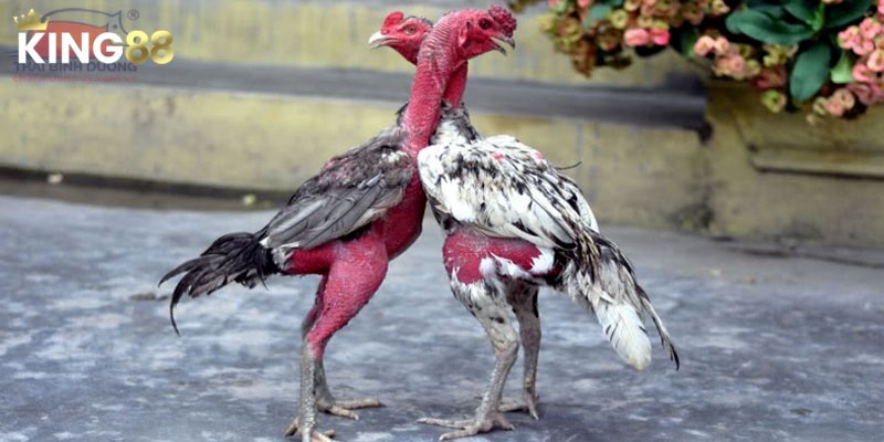 Lựa chọn thời điểm tốt nhất để tăng khả năng thắng trong đá gà