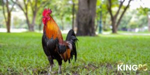 Màu Mạng Gà Đá Và Bí Quyết Lựa Chọn Chiến Kê Để Thắng