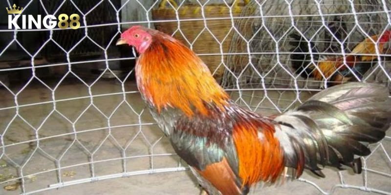 Màu Mạng Gà Đá - Lựa Chọn Chiến Kê Làm Chủ Cuộc Chơi 3 Phân tích mối liên hệ giữa màu mạng gà đá và sức mạnh chiến kê