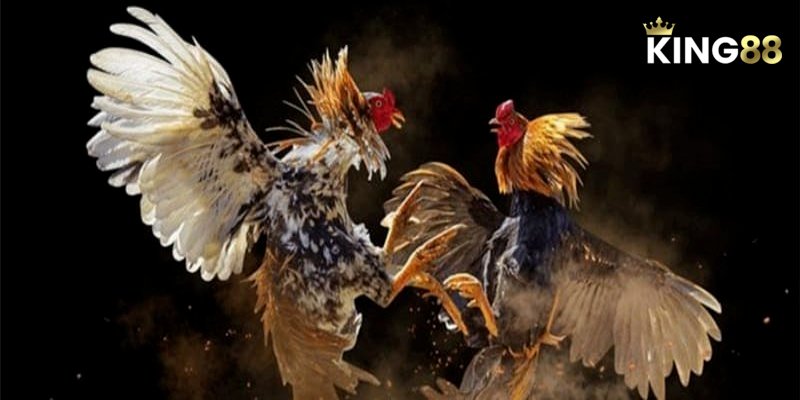 Tìm hiểu chiến thuật trong đá gà C2