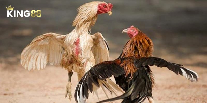 Tìm hiểu luật chơi và quy tắc đá gà chọi