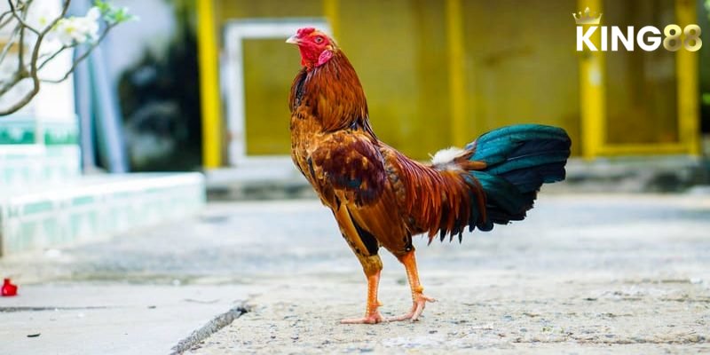 Tìm hiểu những ngày đại cát, tiểu cát trong xem ngày đá gà