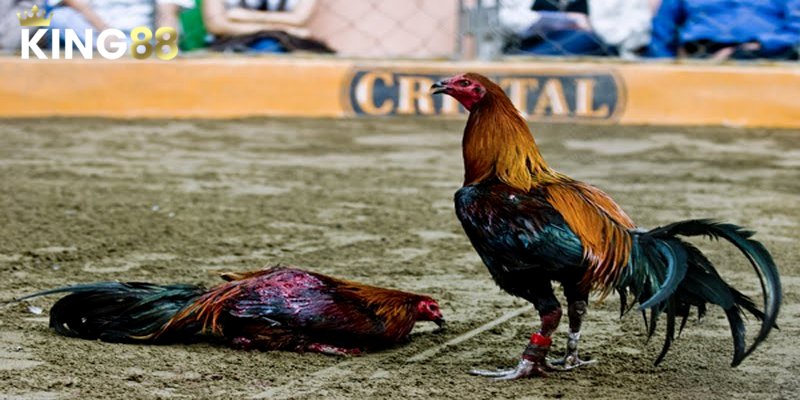Việc huấn luyện có vai trò quan trọng trong đá gà Asil