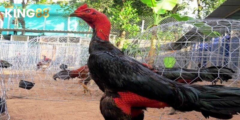 Xem Ngày Đá Gà Chuẩn Xác - Bí Quyết Giúp Bạn Thắng Lợi